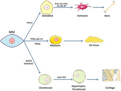 Current Status and Future Prospects of Genome-Scale Metabolic Modeling to Optimize the Use of Mesenchymal Stem Cells in Regenerative Medicine